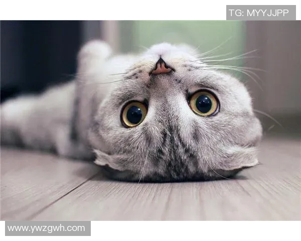 为猫咪起个足球明星名字让它在球场上也能闪耀光芒